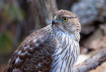 A Cooper's Hawk closeup perched on a log in the forest