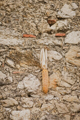 Valdobbiadene, Italy, the way of the Prosecco wine. Unesco world heritage