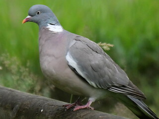 Fototapeta premium wood pigeon