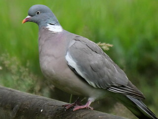 wood pigeon