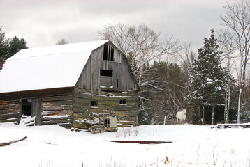 A white horse standing near an old barn on a cold winter day in Canada