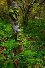 Bosque Atlántico, Reserva Integral de Muniellos, Asturias.  Forest. Muniellos Natural Reserve. Asturias. Spain