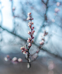 Crerry tree blooming