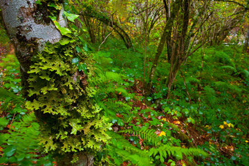 Bosque Atlántico, Reserva Integral de Muniellos, Asturias.  Forest. Muniellos Natural Reserve. Asturias. Spain