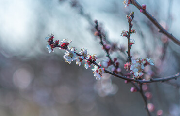 Crerry tree blooming