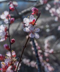 Crerry tree blooming
