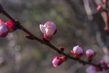 Crerry tree blooming