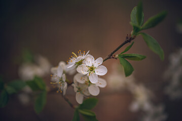 Apple tree blooming