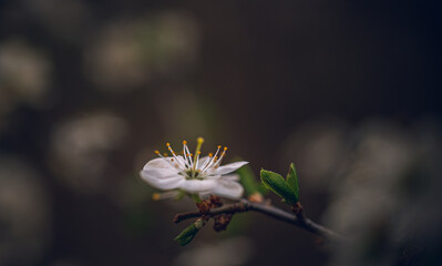 Apple tree blooming