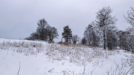 Russia, Karelia, Kostomuksha. Trees grow on a snow-covered hillock.  December 24, 2020.