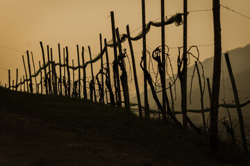 Valdobbiadene, Italy, the way of the Prosecco wine. Unesco world heritage