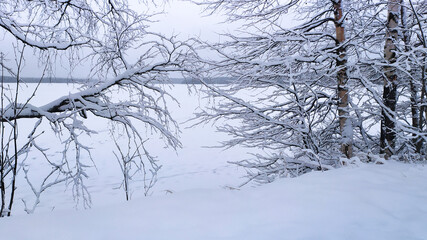 Russia, Karelia, Kostomuksha. Through the branches of the trees you can see the lake in the snow.  December 24, 2020.