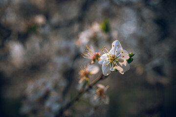 Cherry tree blooming