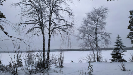 Russia, Karelia, Kostomuksha. Trees snow on the shore of a snow-covered lake.  December 24, 2020.
