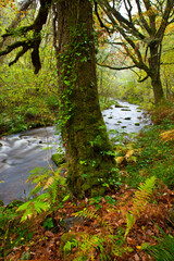 Bosque Atlántico, Reserva Integral de Muniellos, Asturias