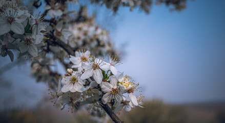 Cherry tree blooming
