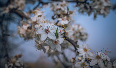 Cherry tree blooming