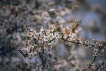 Cherry tree blooming