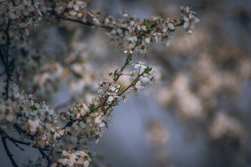 Cherry tree blooming
