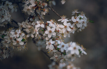 Cherry tree blooming