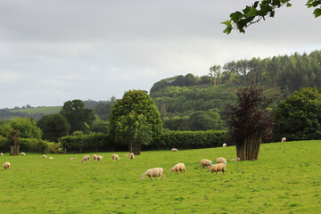 Obraz premium Sheep in the fields of Restormel Manor
