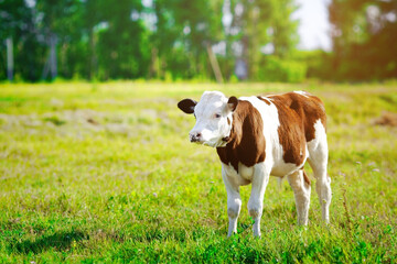 Naklejka na ściany i meble A young beautiful bull grazing on a green meadow on a bright Sunny day. Breeding cattle on the farm. Rural scene with an animal