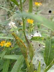 aphids of blood-flower Milkweed and flying seeds design for the natural lifestyle