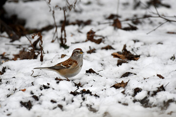 Beautiful American Tree Sparrows looking for seeds on the ground