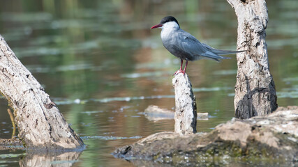 Whiskered Tern Chlidonias hybrida resting on branch in Hungary.
