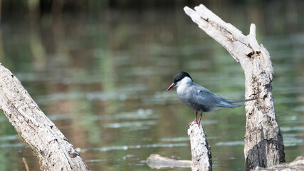 Whiskered Tern Chlidonias hybrida resting on branch in Hungary.