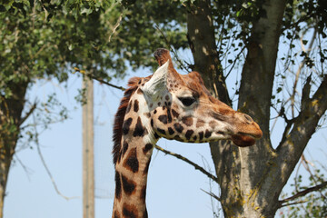 Giraffes feeding at a safari park in the UK