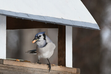 Closeup of a Blue Jay siting in a bird feeder with a peanut in its beak