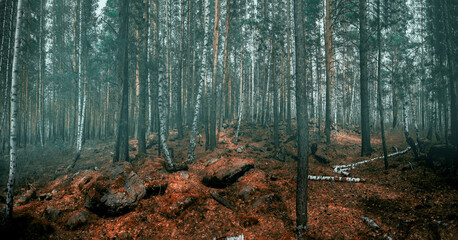 Forest landscape in highlands in siberia
