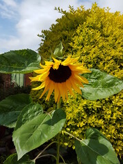 sunflower in the garden