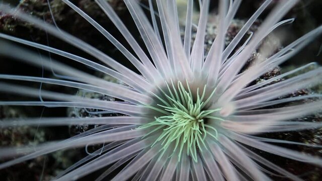 Actinia sp., possibly Diadumene lineata, sea anemone move its tentacles to catch plankton food in water stream of a Black Sea saltwater marine biotope aquarium, wide spread invasive predator. macro