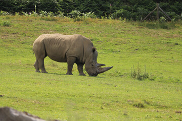 Fototapeta premium Rhino grazing under the english sun
