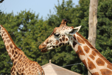 Giraffes feeding at a safari park in the UK