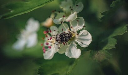 Fruit tree blooming