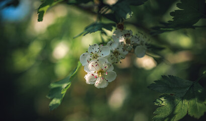 Fruit tree blooming