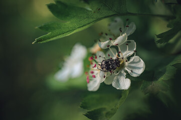 Fruit tree blooming