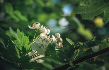 Fototapeta premium Fruit tree blooming