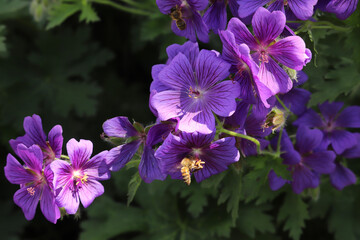 Bright flowers lighting up gardens at the start of summer