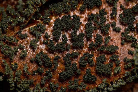 Sporangia of the Many Headed Slime scattered on dry leaves on the ground