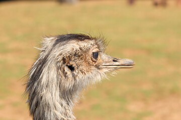 Ostrich looking around the plain curiously