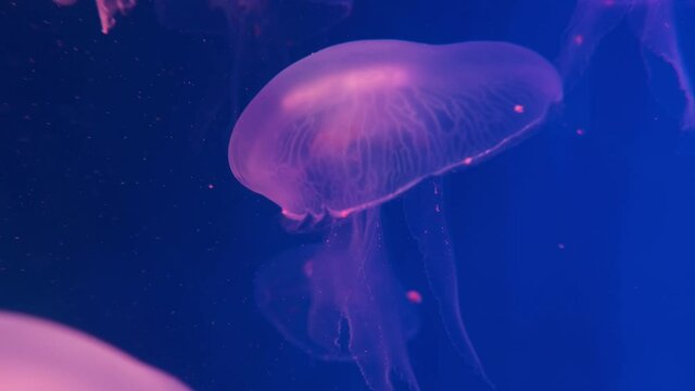 large jellyfish glows in the dark, blue background