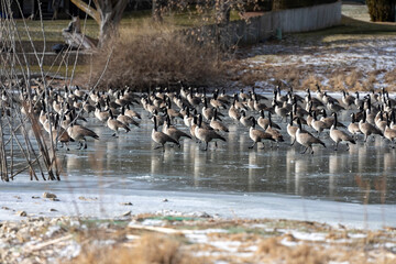 Flock of Canada geese on the lake