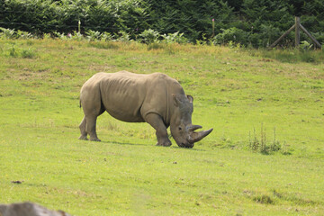 Obraz premium Rhino grazing under the english sun