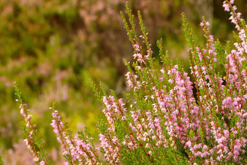 Obraz premium Heather in the glens of Scotland 