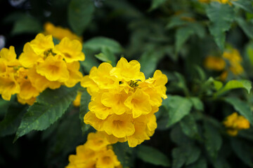 yellow flowers in the garden