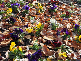 Garden pansy flowers in autumn close up